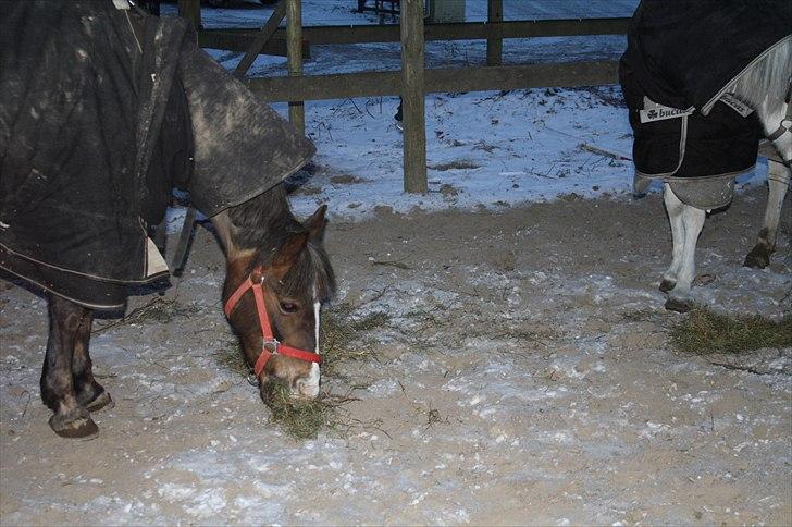 Lysthøjgård<3 billede 15