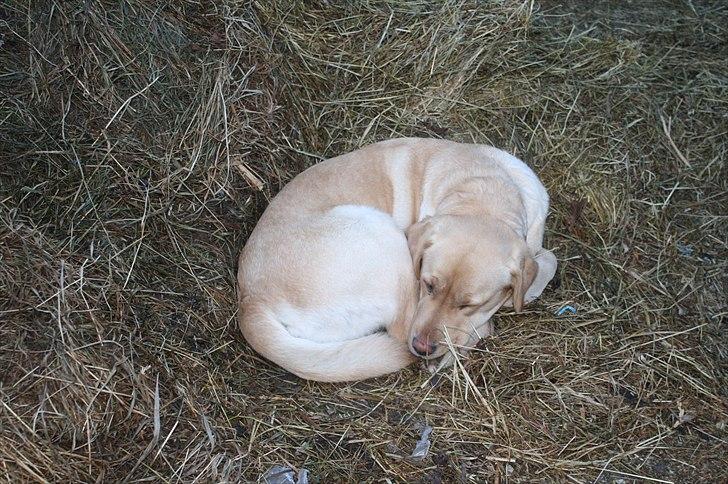 Lysthøjgård<3 billede 17