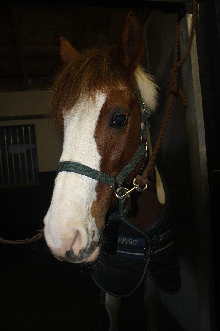 Lysthøjgård<3 billede 18