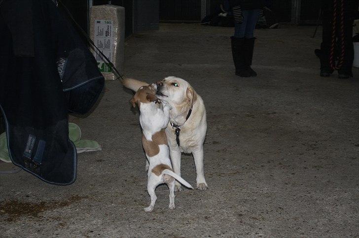 Lysthøjgård<3 billede 20