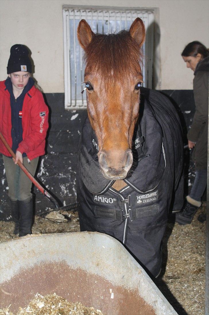 Lysthøjgård<3 billede 21