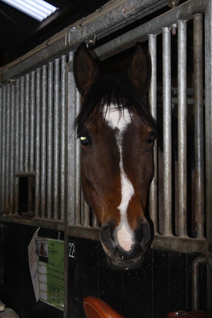 Lysthøjgård<3 billede 22