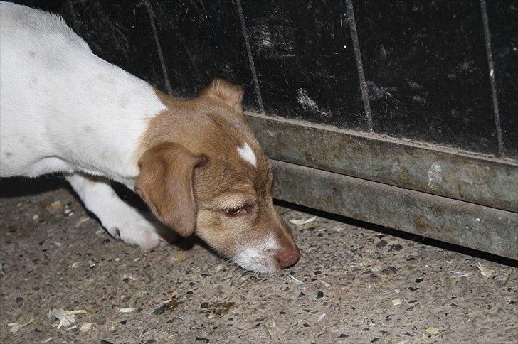 Lysthøjgård<3 billede 23