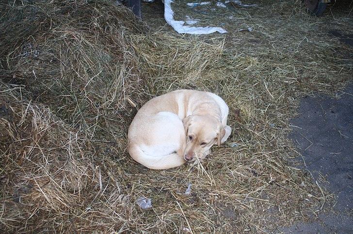 Lysthøjgård<3 billede 36