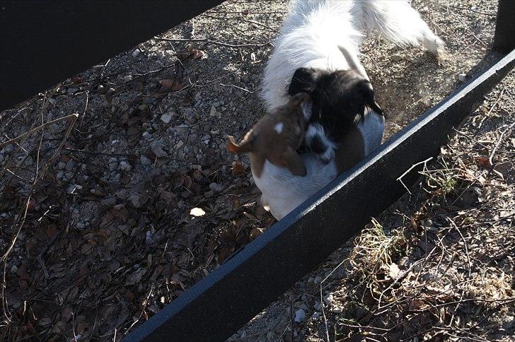 Lysthøjgård<3 billede 41