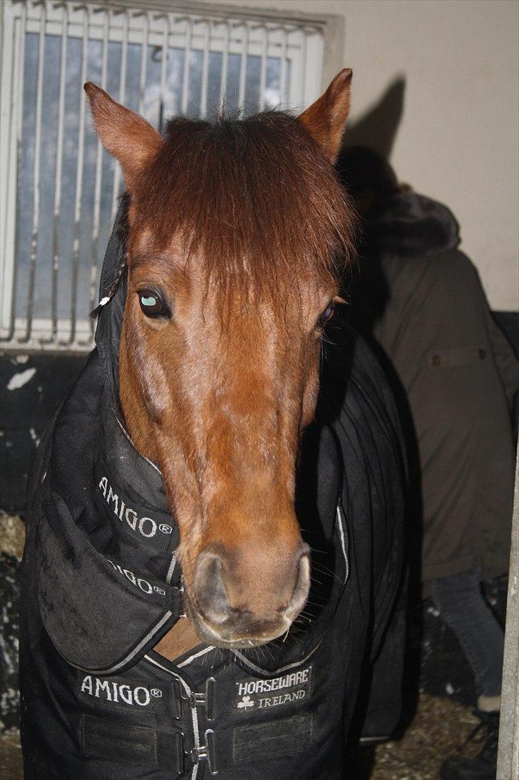 Lysthøjgård<3 billede 43