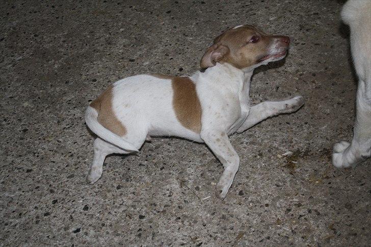 Lysthøjgård<3 billede 44