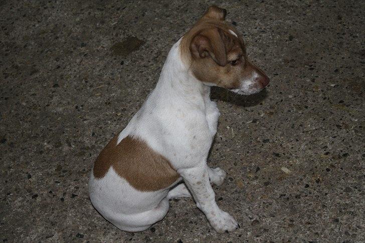 Lysthøjgård<3 billede 45