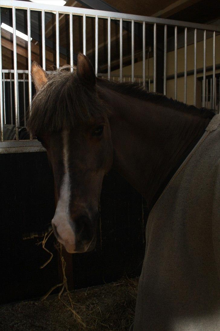 Lysthøjgård<3 billede 46