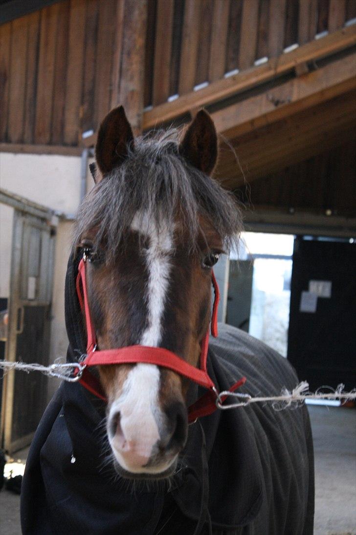 Lysthøjgård<3 billede 51