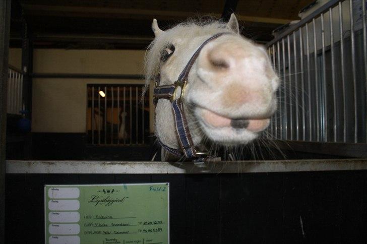 Lysthøjgård<3 billede 53