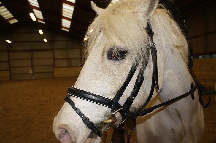 Lysthøjgård<3 billede 55