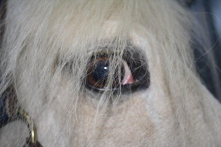 Lysthøjgård<3 billede 63