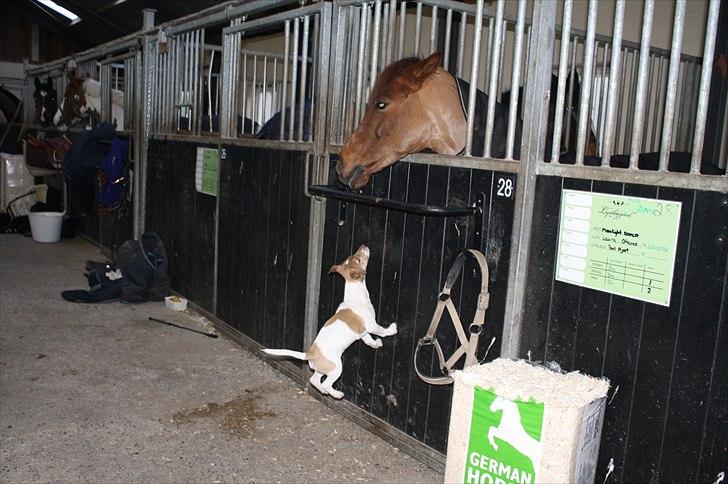 Lysthøjgård<3 billede 66