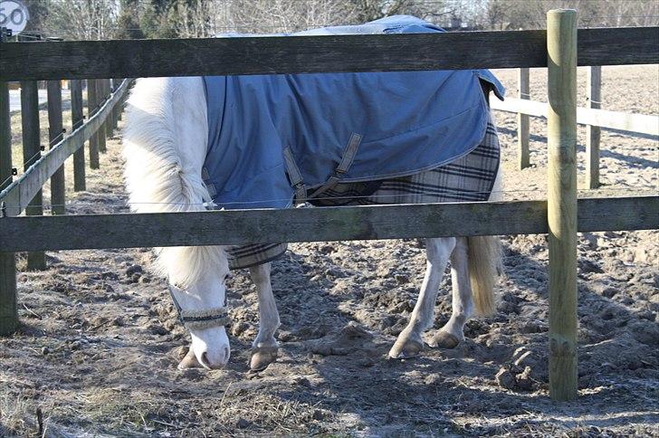 Lysthøjgård<3 billede 69