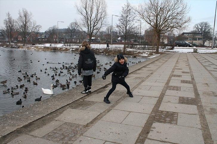 Lysthøjgård<3 billede 73