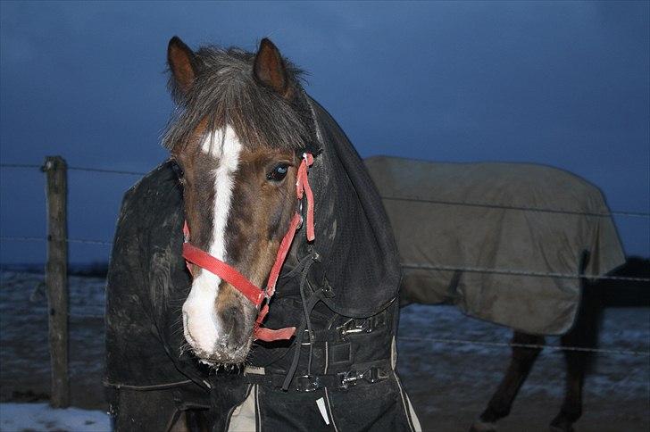 Lysthøjgård<3 billede 74