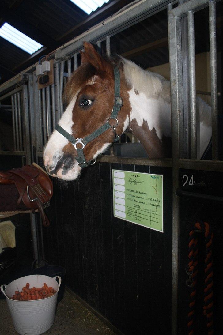 Lysthøjgård<3 billede 76