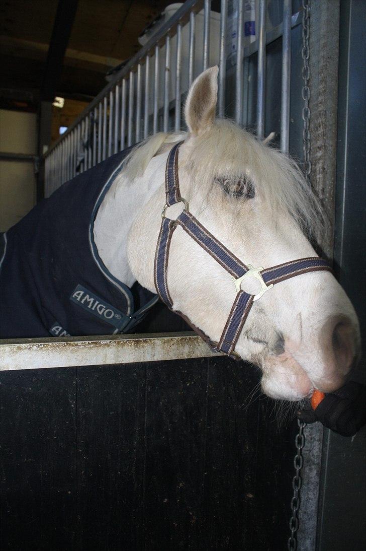 Lysthøjgård<3 billede 78