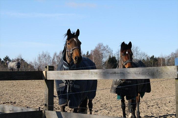 Lysthøjgård<3 billede 79