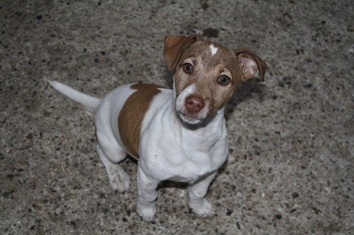 Lysthøjgård<3 billede 80