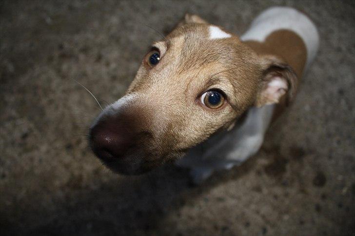 Lysthøjgård<3 billede 90