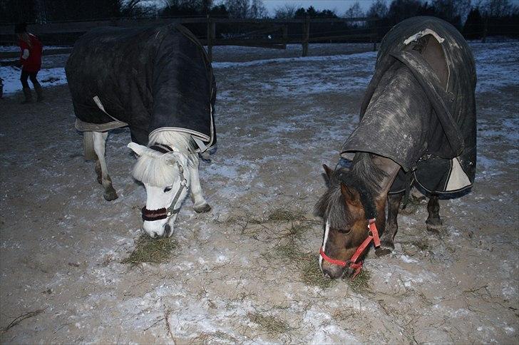 Lysthøjgård<3 billede 91