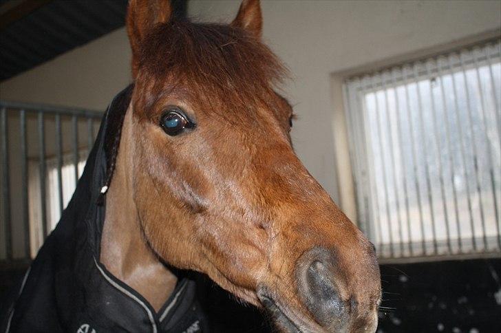 Lysthøjgård<3 billede 92