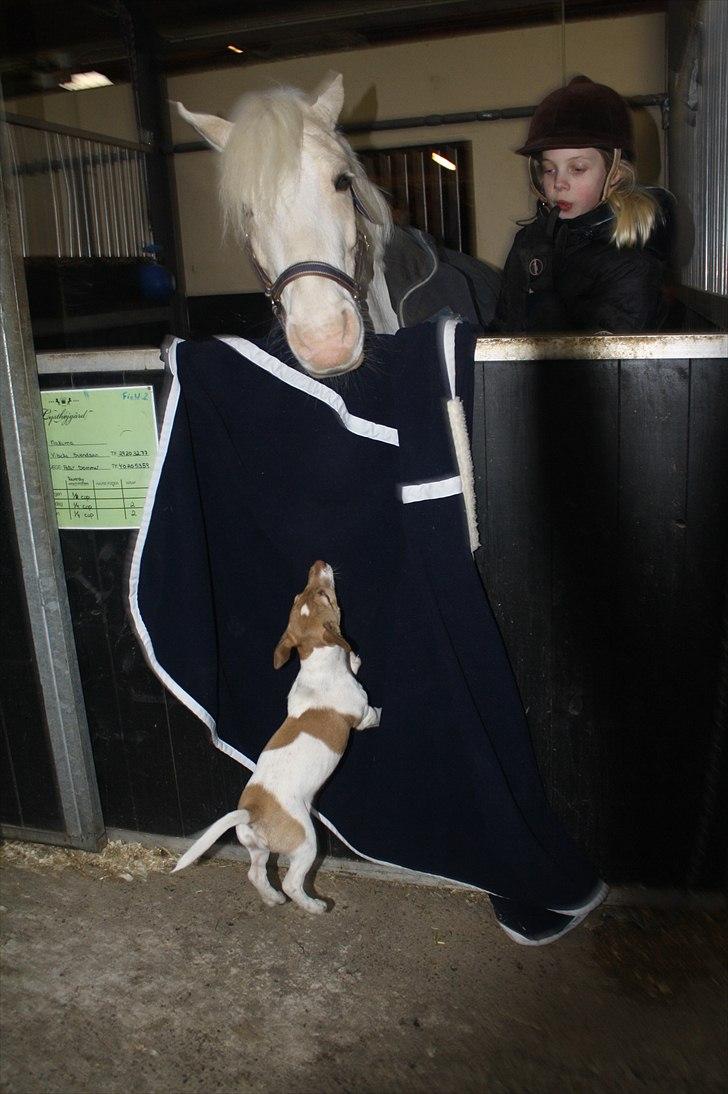 Lysthøjgård<3 billede 99