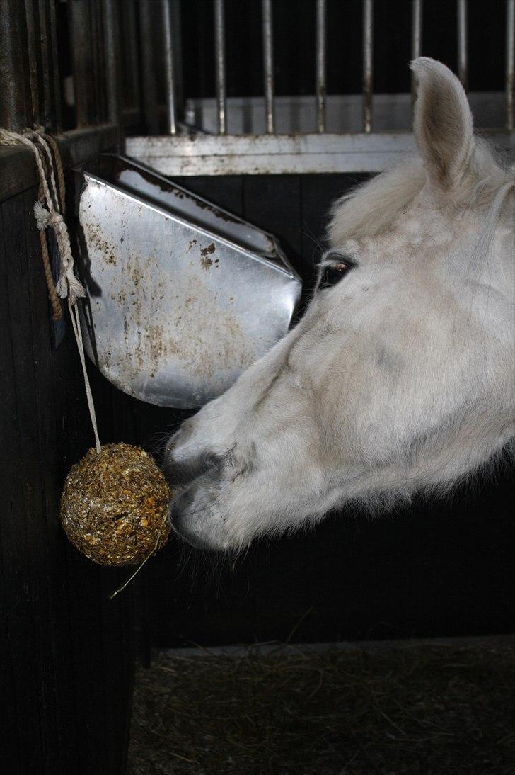 Lysthøjgård<3 billede 103