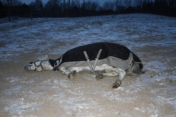 Lysthøjgård<3 billede 110