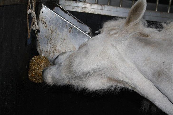 Lysthøjgård<3 billede 111