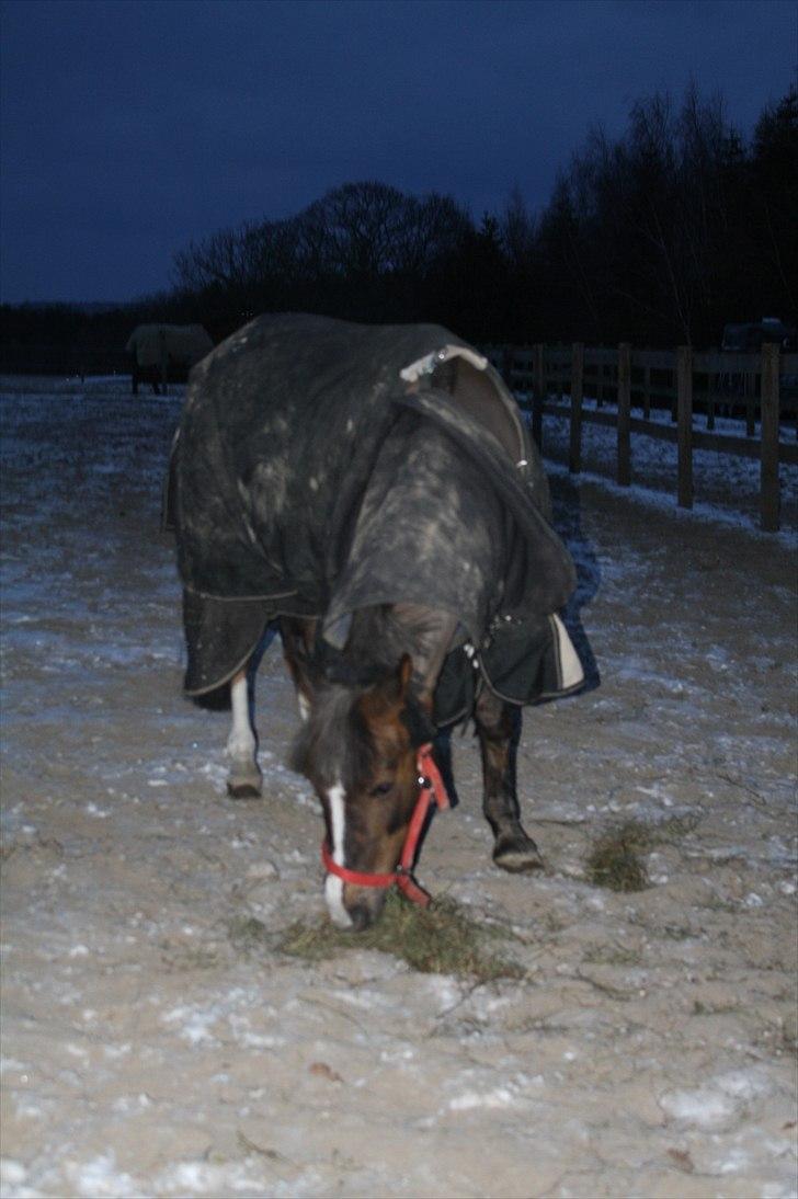 Lysthøjgård<3 billede 112