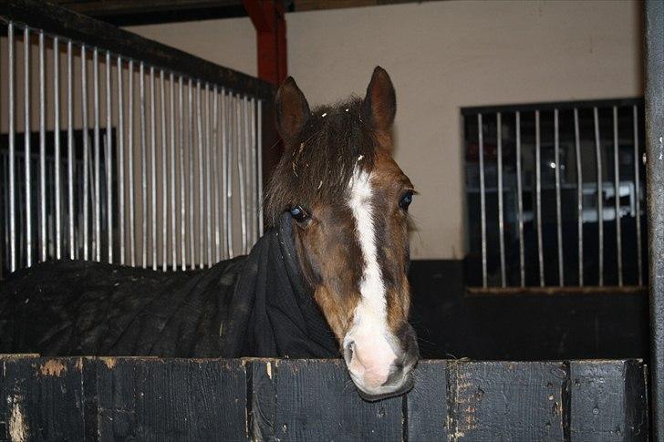 Lysthøjgård<3 billede 123