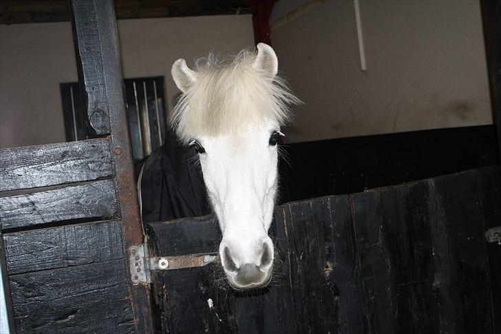 Lysthøjgård<3 billede 124