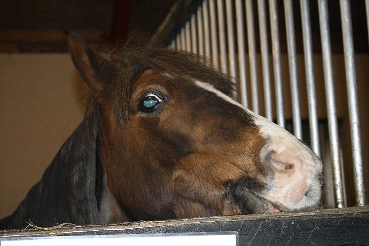 Lysthøjgård<3 billede 125