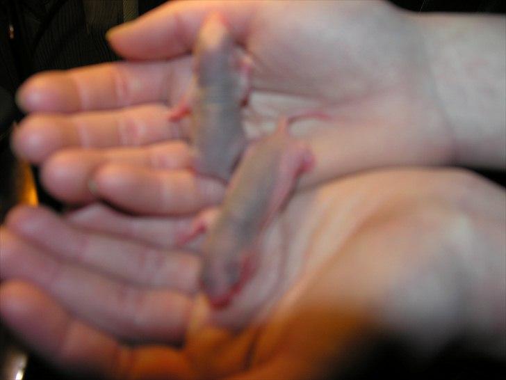 MINE ROTTE BABYER<3<3 billede 6