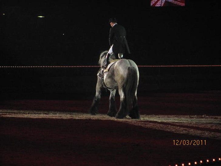 Gallashow Herning 2011 billede 10