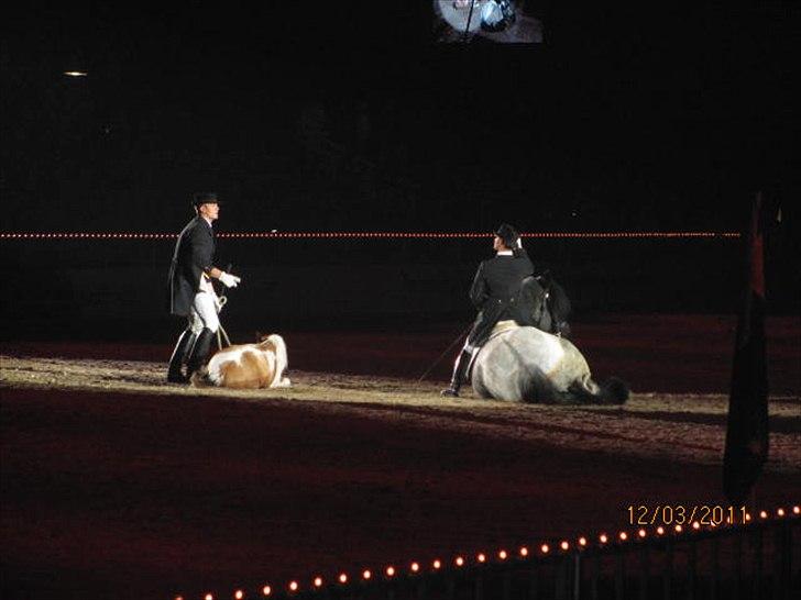 Gallashow Herning 2011 billede 11