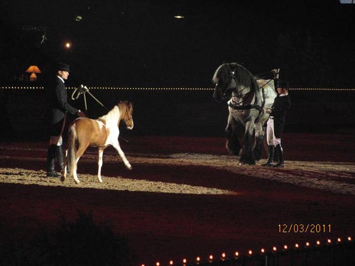 Gallashow Herning 2011 - 3 års falabella og 3 års belgier ;) billede 14
