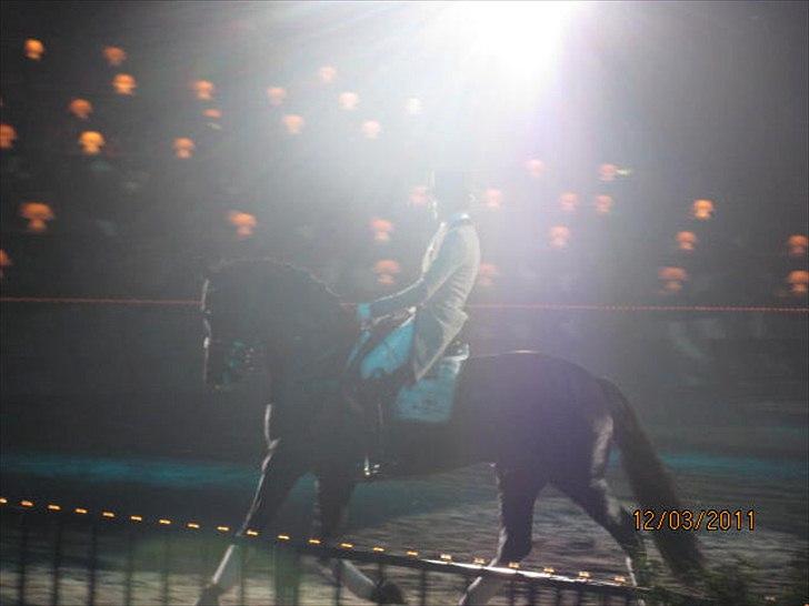 Gallashow Herning 2011 - Edward Gal billede 18