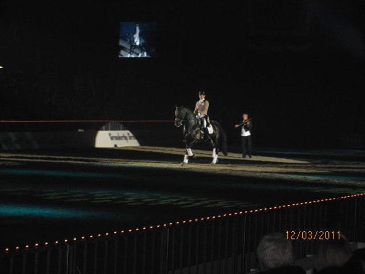 Gallashow Herning 2011 - Edward Gal billede 19