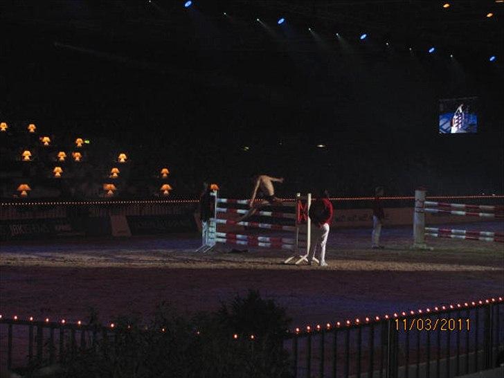 Gallashow Herning 2011 - De var for vilde! Sprang langt over deres egen højde :) billede 24