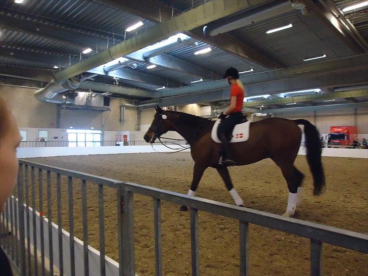 Hestemesse i Herning 2011 - Opvarmning billede 7