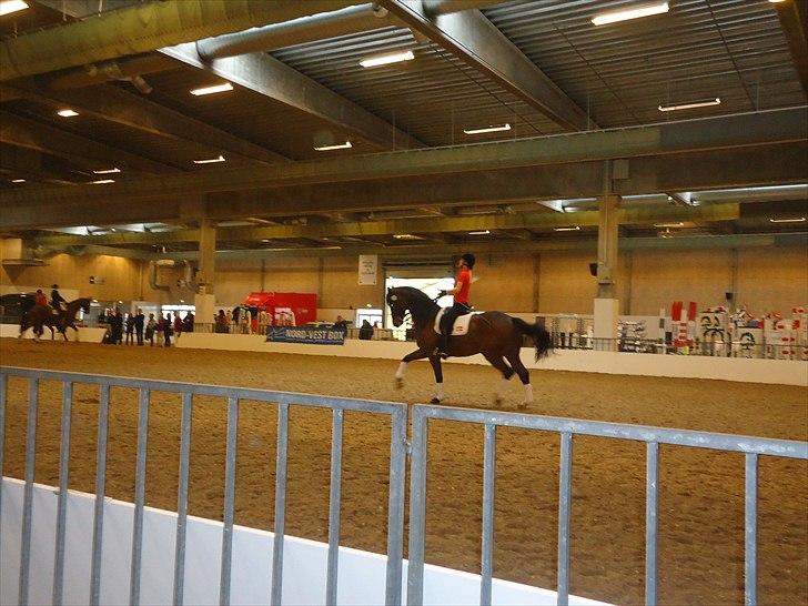 Hestemesse i Herning 2011 billede 8