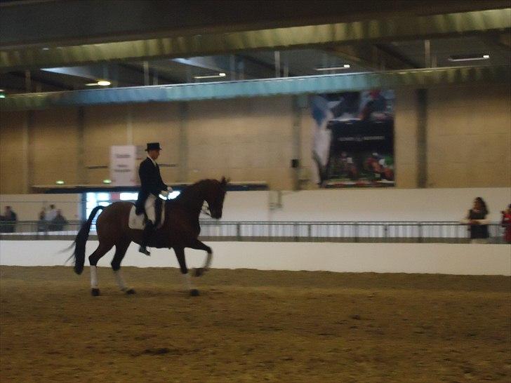 Hestemesse i Herning 2011 - Andreas Helgstrand til opvarmning billede 14