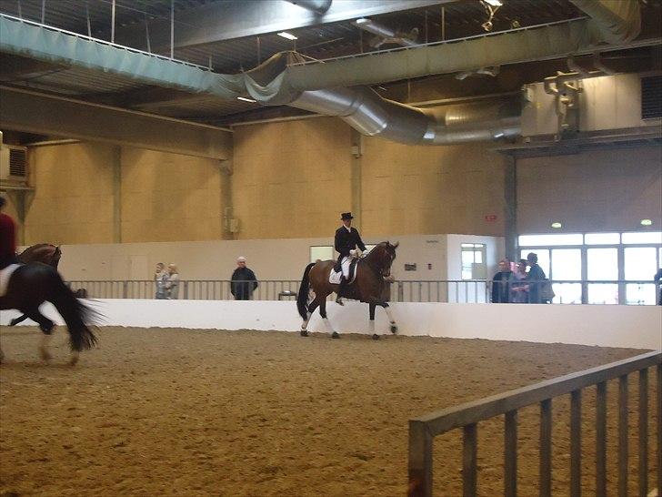 Hestemesse i Herning 2011 billede 15