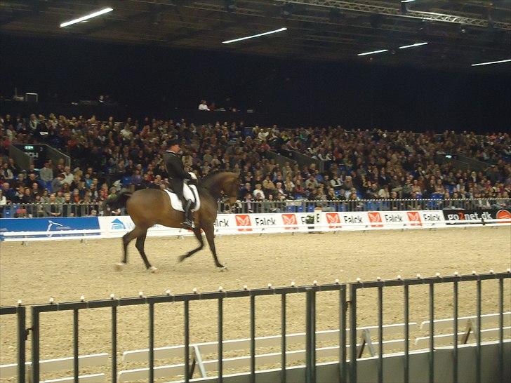 Hestemesse i Herning 2011 billede 16