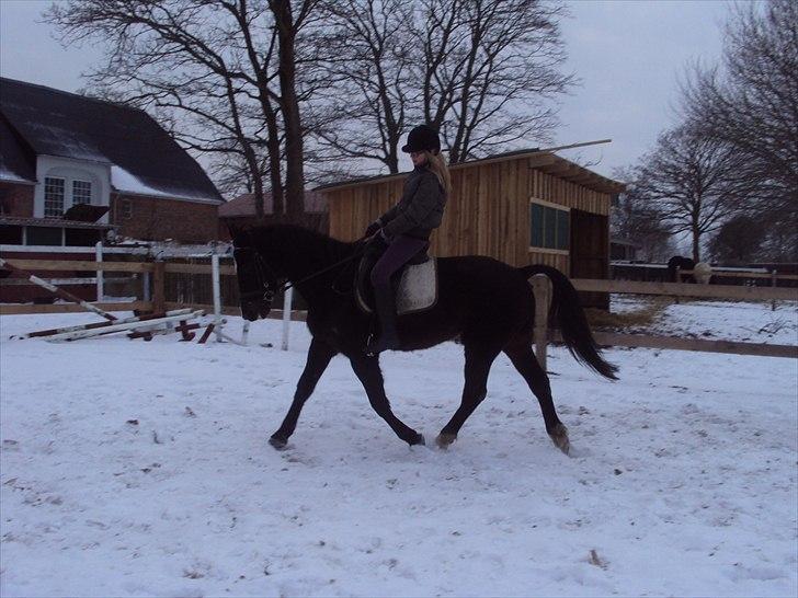 Rideudstyr fra herning billede 13