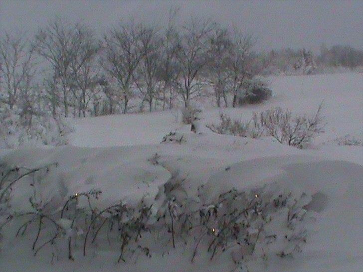 Billeder af sne - massere af sne -! - 1) Den smukke, smukke vinter-natur! <3 billede 1